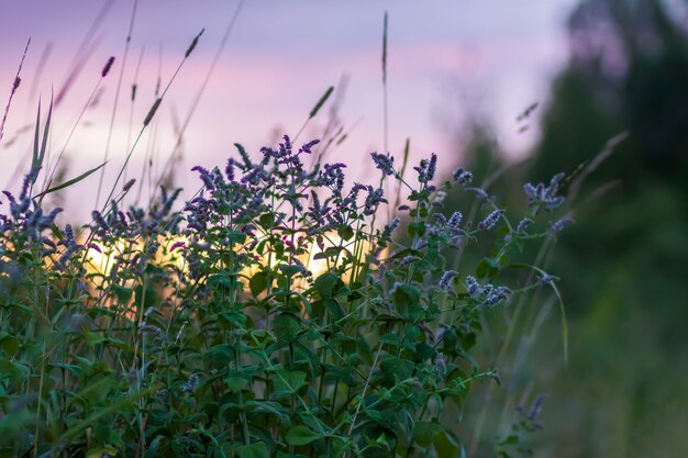 夏の夕焼け空の背景に咲く野生のミント植物。田舎の牧草地で育つ薬草。