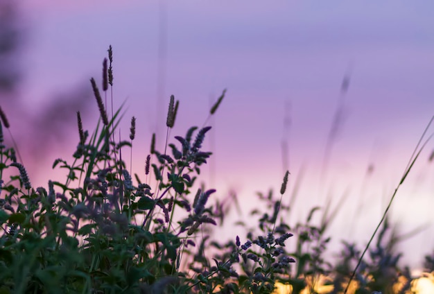 夏の夕焼け空の背景に咲く野生のミント植物。田舎の牧草地で育つ薬草。