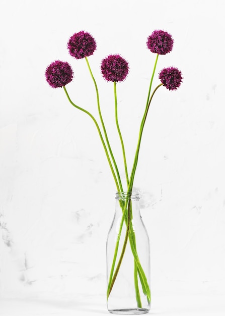 Blooming wild onions in a jar of water