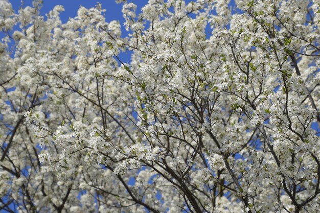 Blooming wild plum in the garden spring flowering trees pollination of flowers of plum