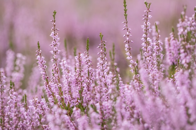 Photo blooming wild purple common heather (calluna vulgaris). nature, floral, flowers.