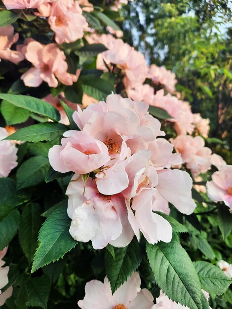 Blooming wild rose