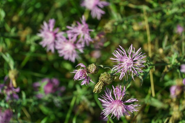 Foto fiori selvatici in fiore in primo piano bellissimo giardino con fiori colorati un bouquet di fiori per una vacanza