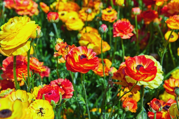 咲く野の花、イスラエル南部のキブツにカラフルなキンポウゲ