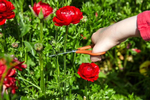 Photo blooming wildflowers, colorful buttercups on a kibbutz in southern israel