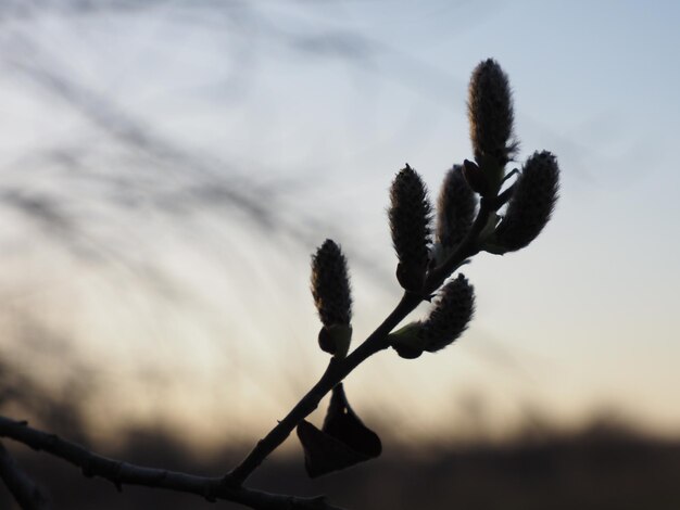 blooming willow on the background of sunset