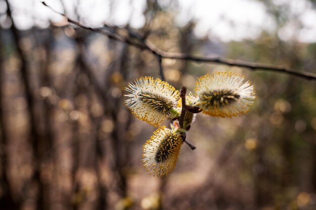 Blooming willow blurred background closeup Willow branches Salix caprea with buds that open