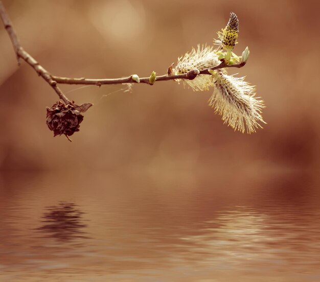 Blooming willow branch in springtime, seasonal easter background