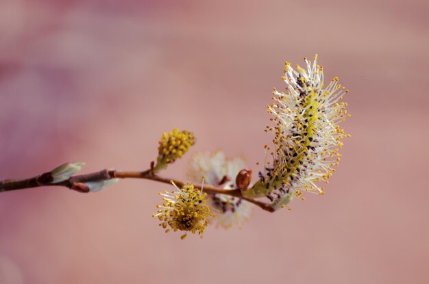 Blooming willow branch in springtime, seasonal sunny easter background