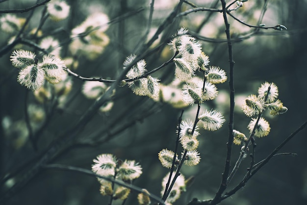 Цветущая ветвь ивы весной сезонный солнечный винтажный пасхальный фон
