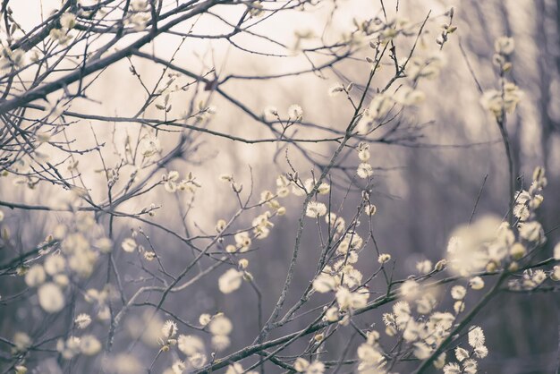 Blooming willow branch in springtime seasonal vintage easter background with copy space