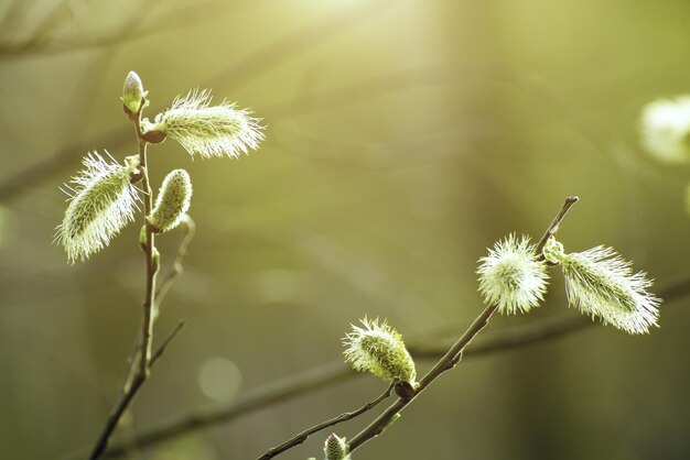 Blooming willow branch