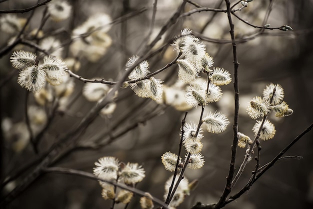 Blooming willow branch