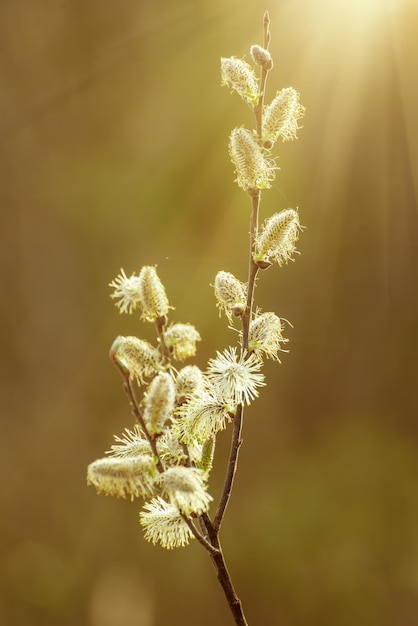 Blooming willow branch