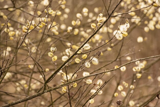 Blooming willow branches in springtime seasonal vintage easter background with copy space