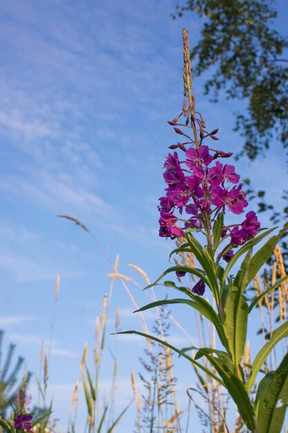 Blooming Willow herb Ivan tea on blue sky Willowherb meadow willowherb tea