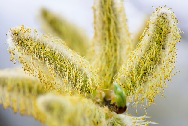 写真 花をかせて花の花粉をかせる柳の木