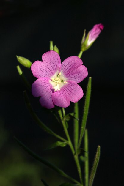 개화 버드나무 Epilobium hirsutum 근접 촬영