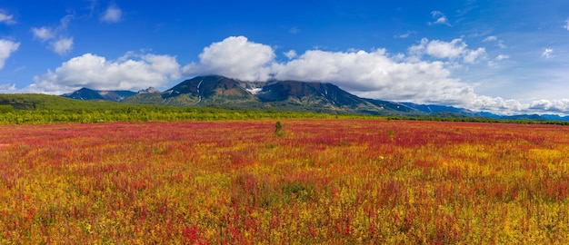 Blooming willowherb near Vachkazhets