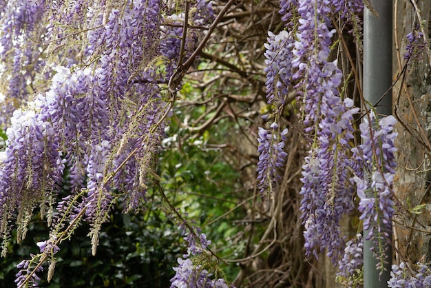 Blooming wisteria in spring near the house