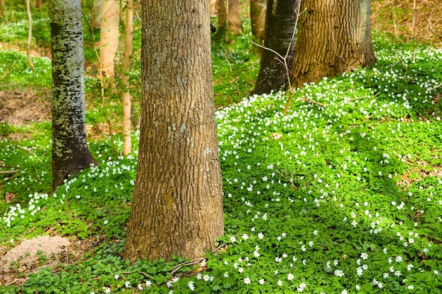 春先の森に咲くヤブイチゲAnemonoidesnemorosa林床の木々の間に白い花と緑の植物が生えている苔で覆われた木の幹が生えている