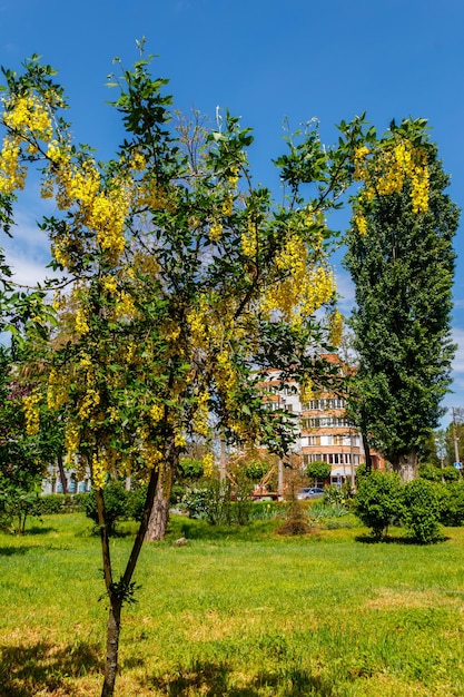 Foto albero di acacia giallo in fiore caragana arborescens