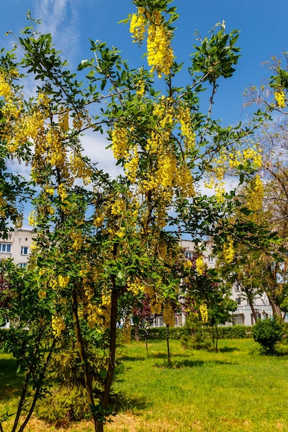 피는 노란색 아카시아 나무 Caragana arborescens
