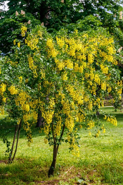 Blooming yellow acacia tree caragana arborescens