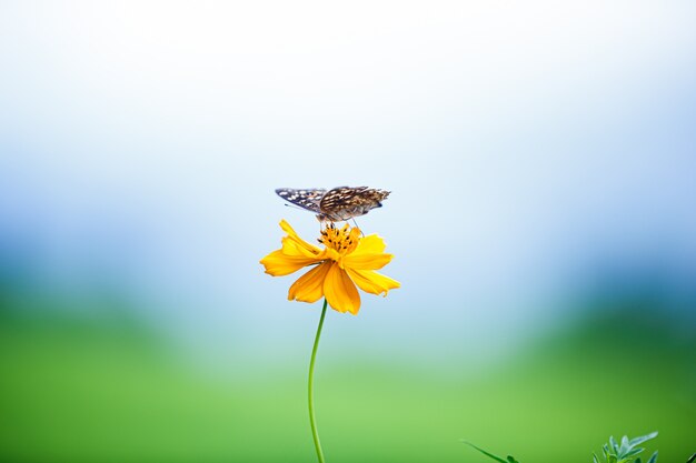 青い空、DOF効果で蝶と咲く黄色のコスモスの花