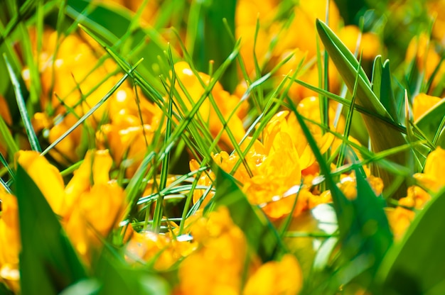 Blooming yellow crocus flowers in spring. Macro image, shallow depth of field