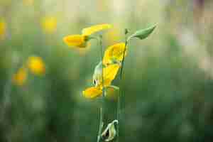 Photo blooming yellow crotalaria flowers of sunn hemp field in tropical garden and forest