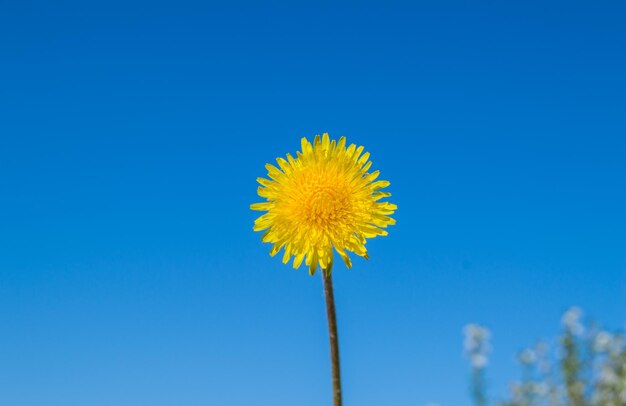 Blooming yellow dandelion against a blue sky on a sunny summer day ecology concept copy of space