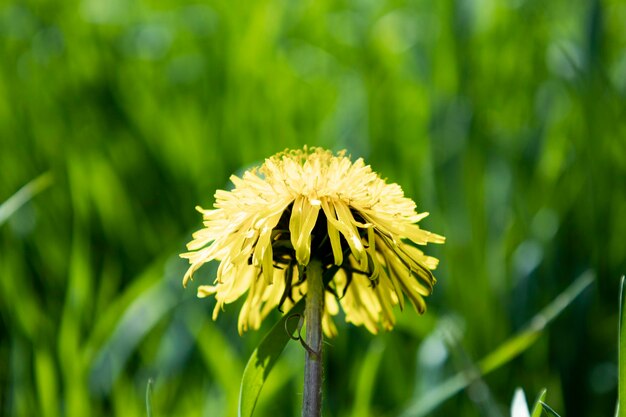 緑の草の背景の日の側面図に咲く黄色のタンポポの花