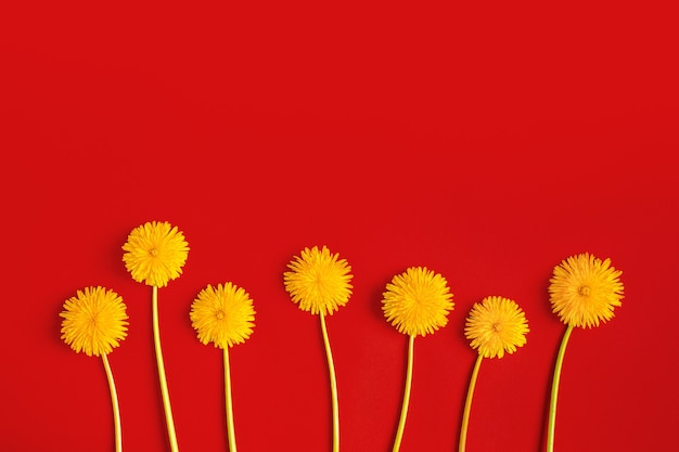 Blooming yellow dandelion flowers on red paper