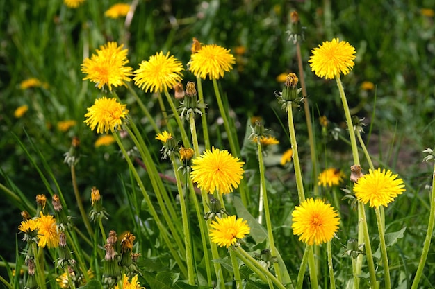 Blooming yellow dandelions on the field on bright sunny day closeup view