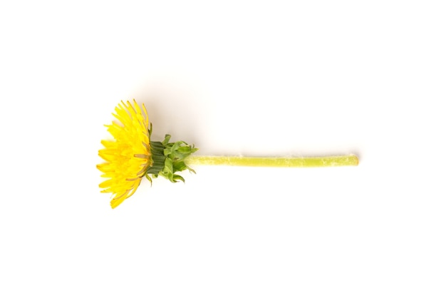 Blooming yellow dandelions isolated on white