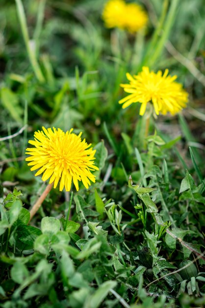 Blooming yellow dandelions in spring