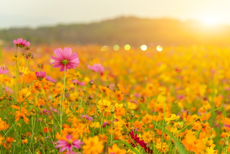 blooming yellow flower in the garden, Cosmos field in Thailand on spring and summer