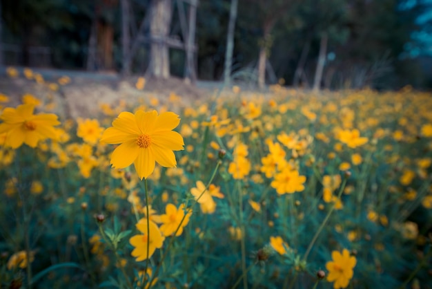 blooming yellow flower in the garden, Cosmos field in Thailand