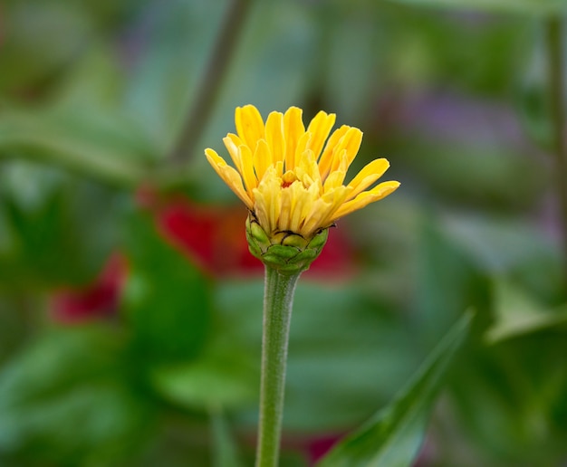 庭に咲く黄色の花ジニア