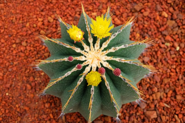 砂漠の公園でサボテンの植物の黄色い花が咲く