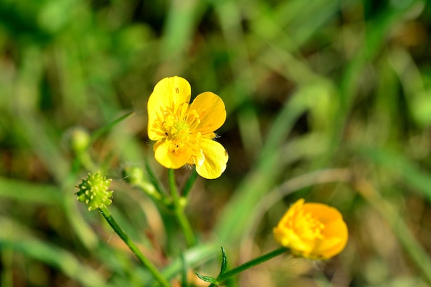 blooming yellow flowers on the green meadow close up