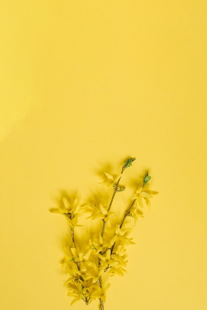 A blooming yellow forsythia branch on a yellow background. Spring card for Easter or Mother's Day