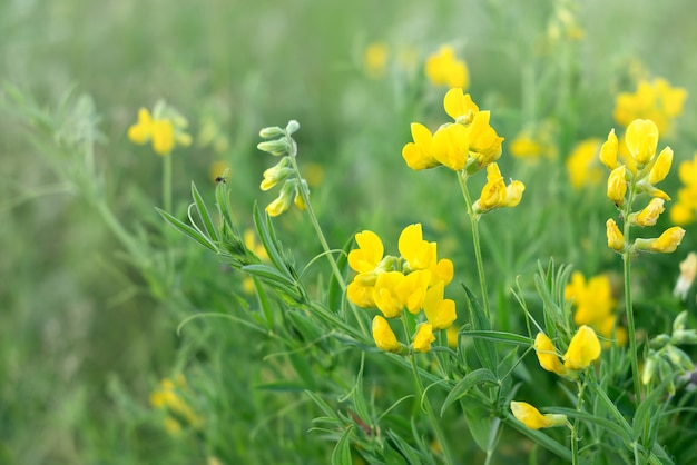 여름 들판의 푸른 잔디 사이에 피는 노란색 Lathyrus pratensis 야생화