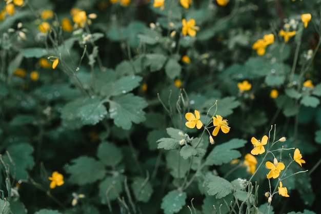 Piccoli fiori gialli di fioritura con le foglie