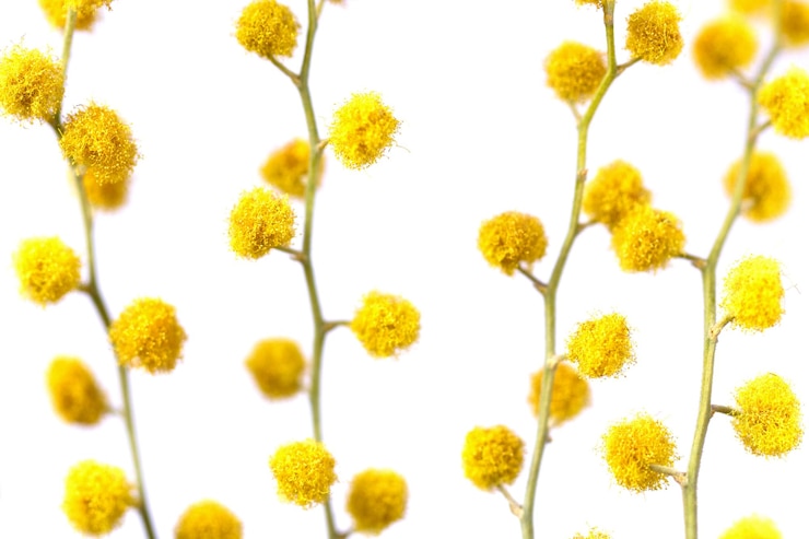 Photo 白い背景に隔離された開花する黄色いミモサのクローズアップ 花