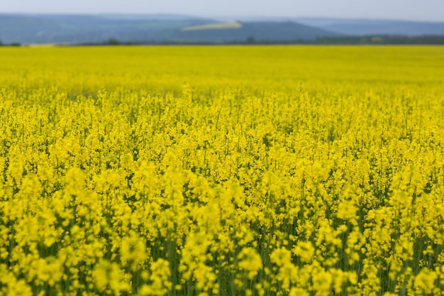 Blooming yellow rapeseed field Rural scene