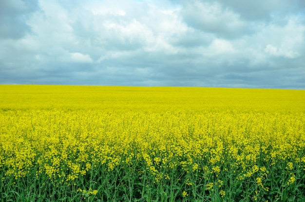 Blooming yellow rapeseed and gray sky