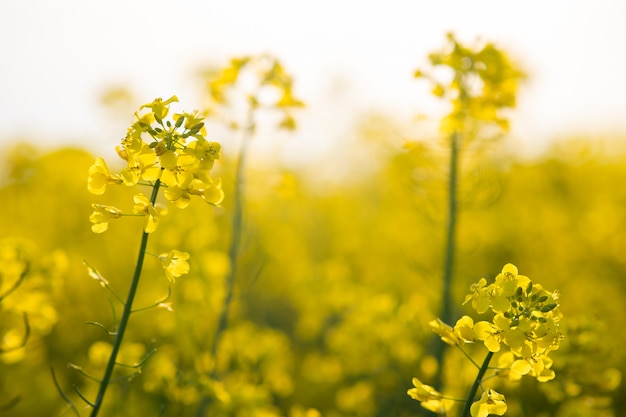 Blooming yellow rapeseed plants