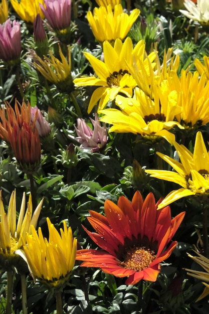 Foto primo piano di gazania giallo e rosso in fiore